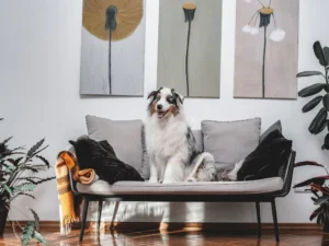 The Best Dog Breeds for Pet-Friendly Apartments in Omaha Featured Image- A dog sitting on a couch