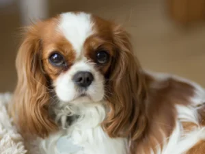 The Best Dog Breeds for Pet-Friendly Apartments in Omaha- Cavalier King Charles Spaniel