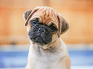 The Best Dog Breeds for Pet-Friendly Apartments in Omaha- Pug